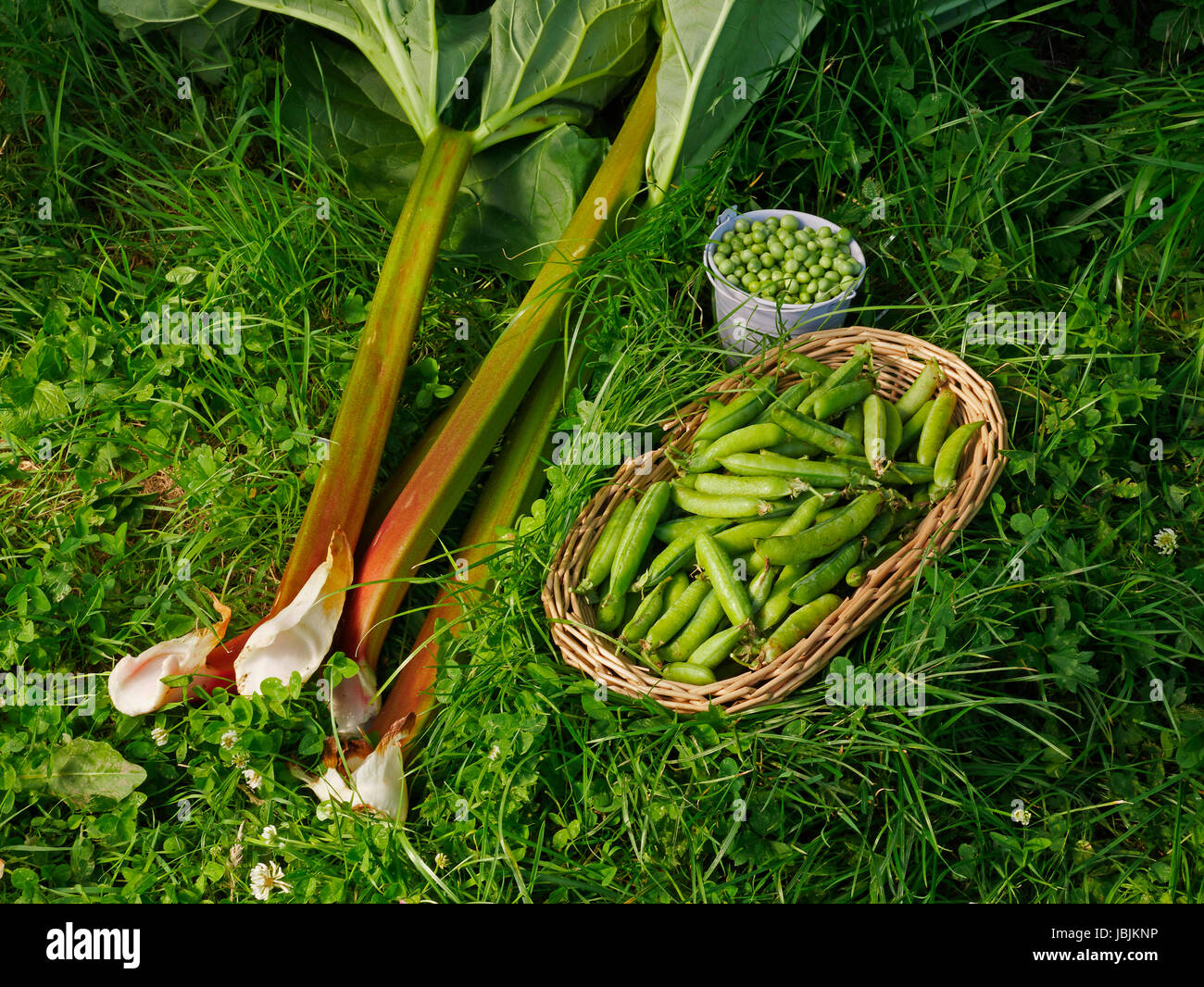 Cueillette de rhubarbe fraîche (Rheum rhaponticum) et les pois (Pisum sativum). Suzanne à l'potager, Le Pas, Mayenne, France. Banque D'Images