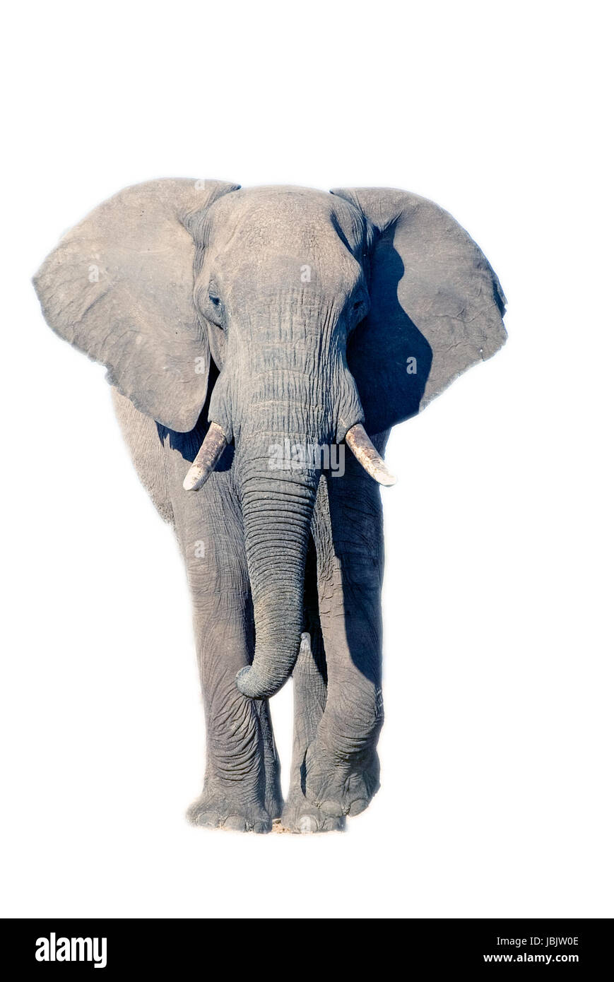 Elephant (Loxodonta africana) au Parc National de Chobe Banque D'Images