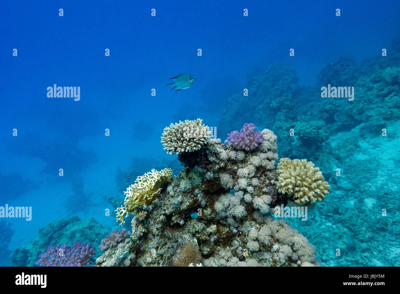 Coraux Coraux Durs Avec Un Poisson Exotique Au Fond De Mer Tropicale Sur Fond De L Eau Bleue Photo Stock Alamy