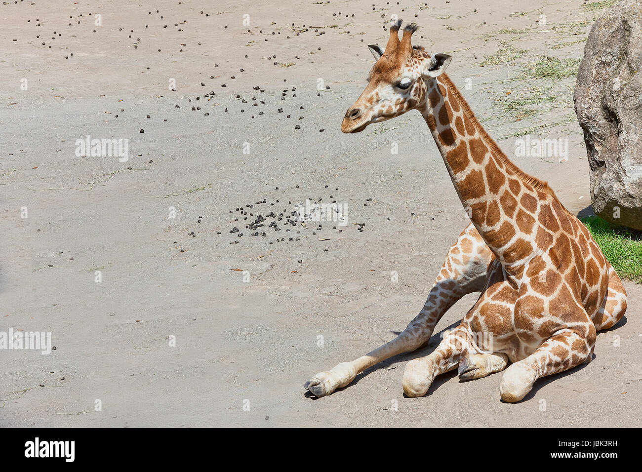 Bébé girafe assis sur le sol, la copie de l'espace disponible. Banque D'Images
