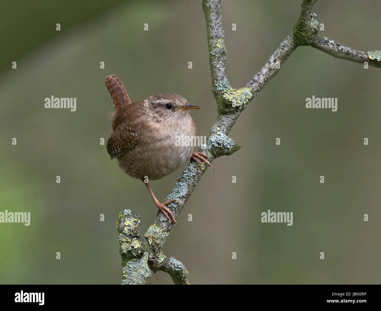 Le Troglodyte mignon, Troglodytes troglodytes, perché sur un bâton couvert de lichens, UK Banque D'Images
