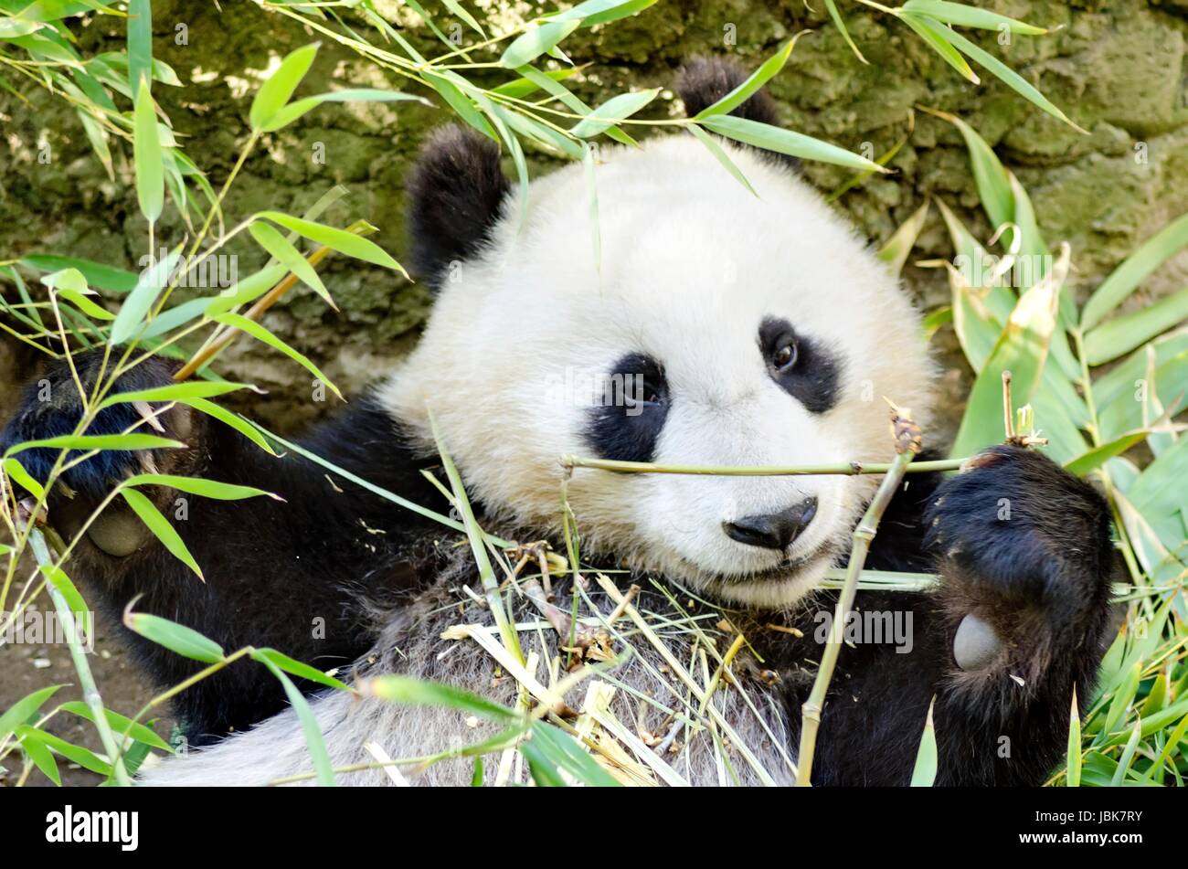 Un Mignon Adorable Bebe Panda Geant Paresseux Manger Le Bambou L Ailuropoda Melanoleuca Se Distingue Par La Grande Parcelles Noires Autour De Ses Yeux Sur Les Oreilles Et A Travers Son Corps Rond