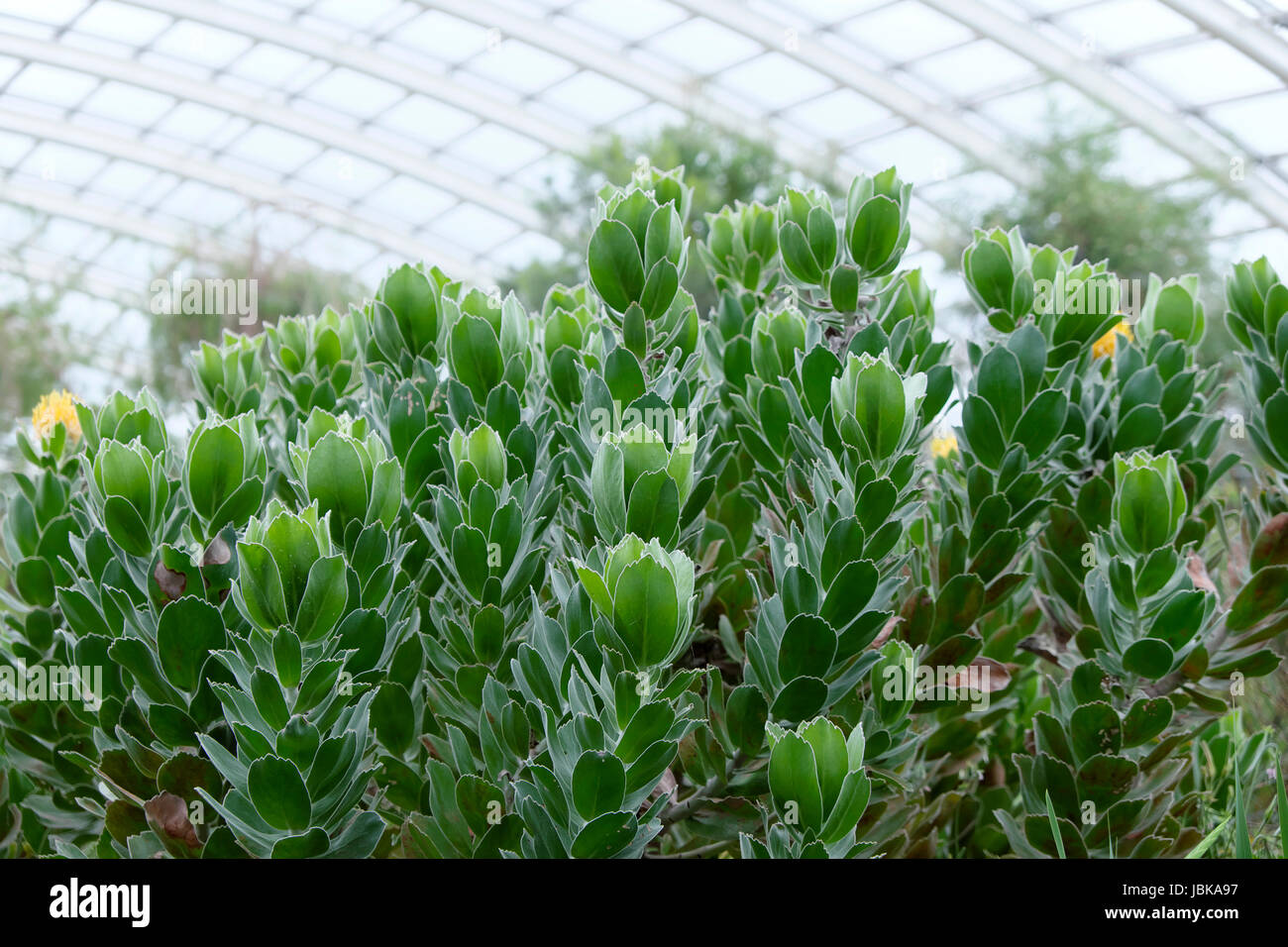 Arbuste à fleurs jaunes poussant dans la région de l'Afrique du Sud de la grande serre au Jardin Botanique National du Pays de Galles UK KATHY DEWITT Banque D'Images