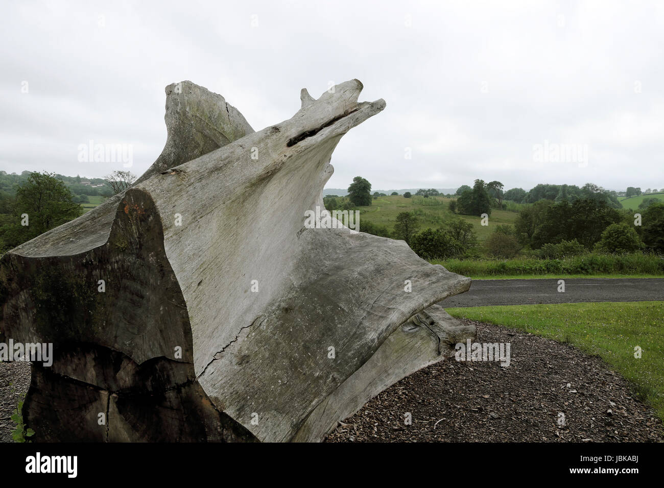 L'un des dix des troncs d'installation d'art de l'environnement La forêt des fantômes par l'artiste Angela Palmer au Jardin Botanique National du Pays de Galles UK KATHY DEWITT Banque D'Images