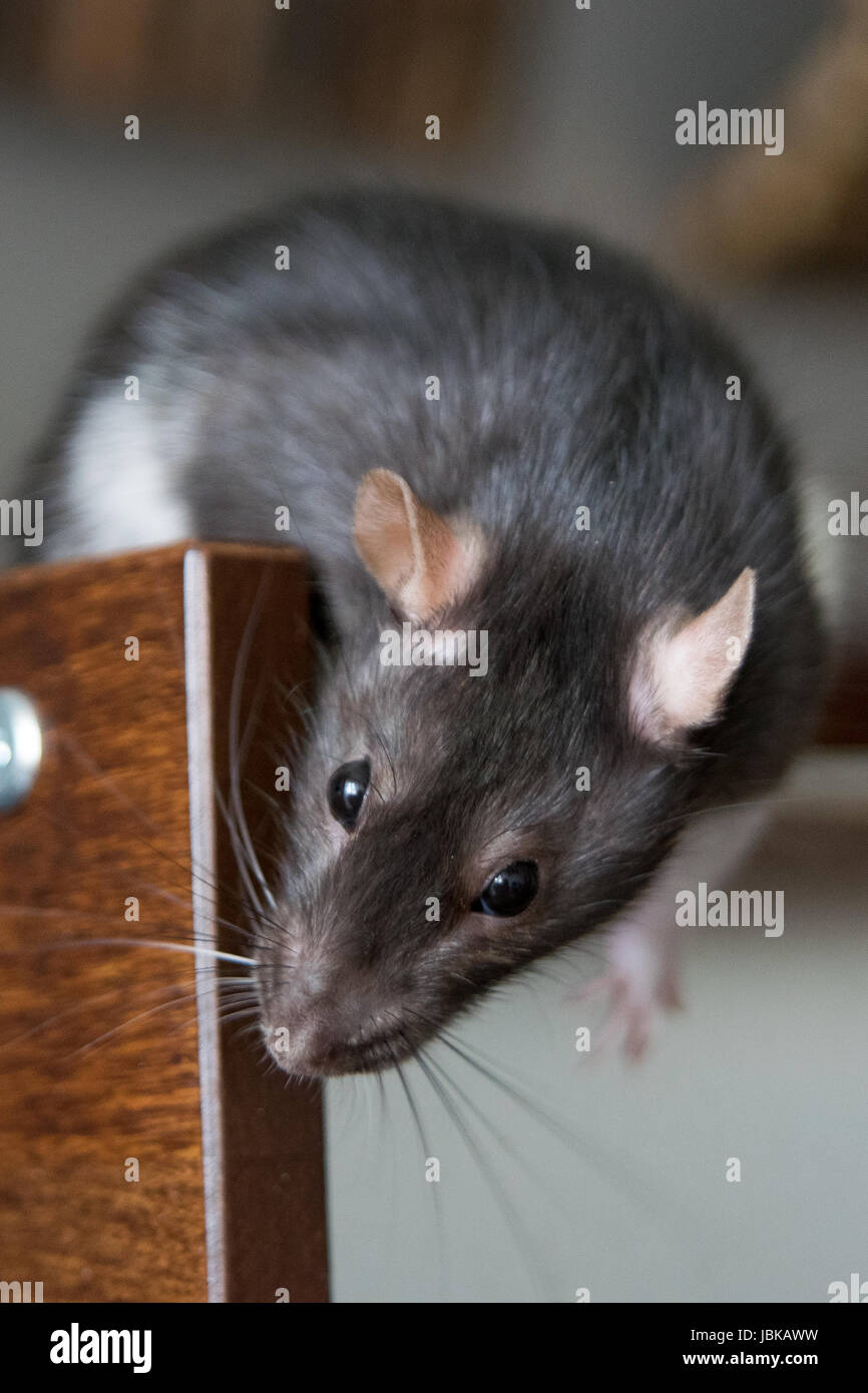 En déplacement chez le rat, houserat Hausratte Farbratte,,, mon animal de compagnie le rat Banque D'Images
