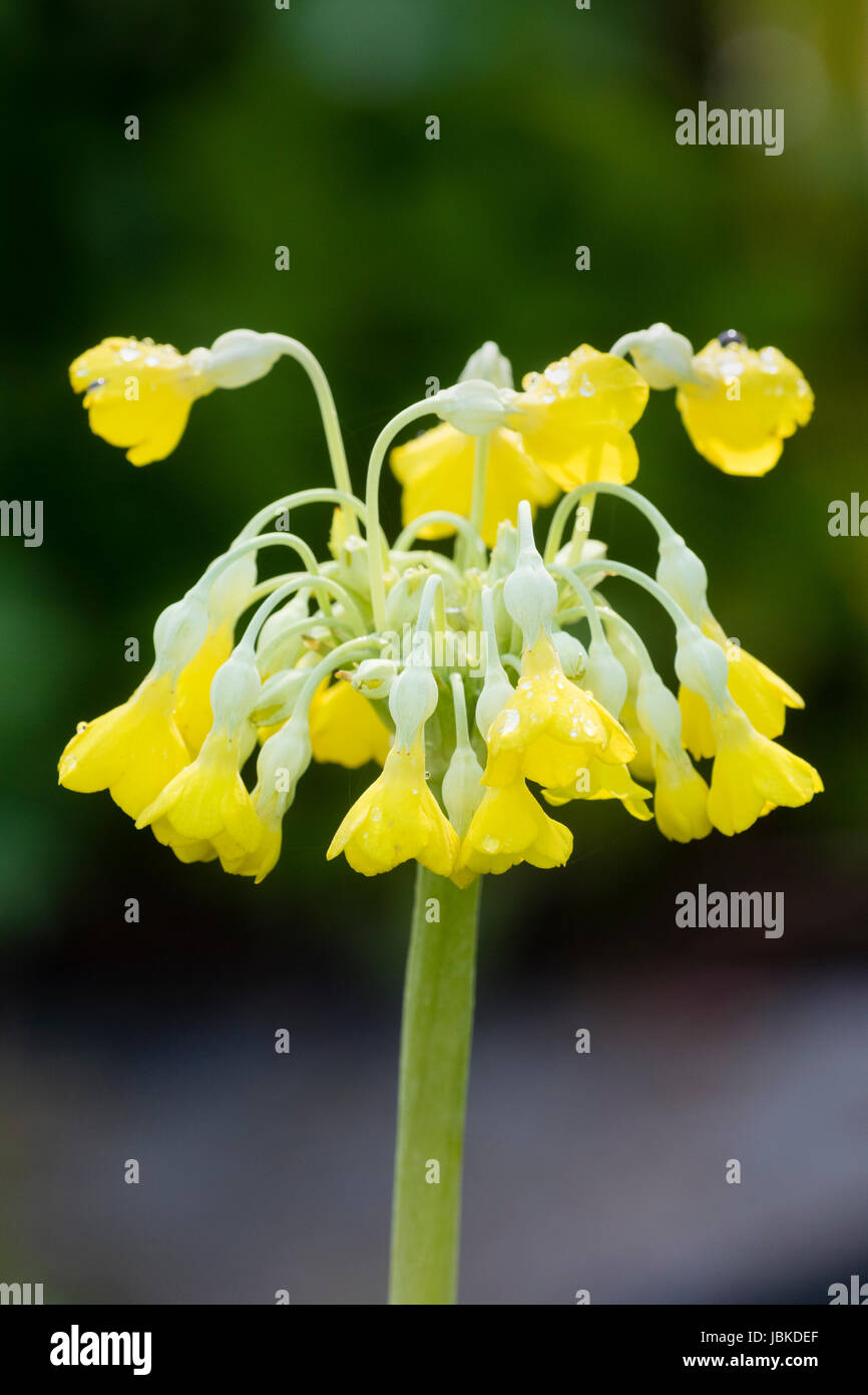 Au début de l'été jaune fleurs du ruig coucou bleu, Primula florindae Banque D'Images