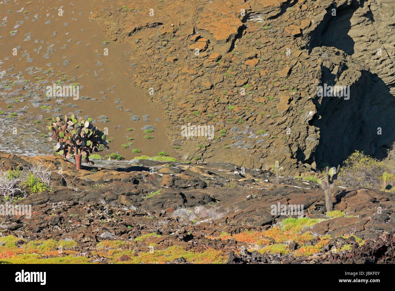 Cactus sur Bartolome Island dans les îles Galapagos Banque D'Images