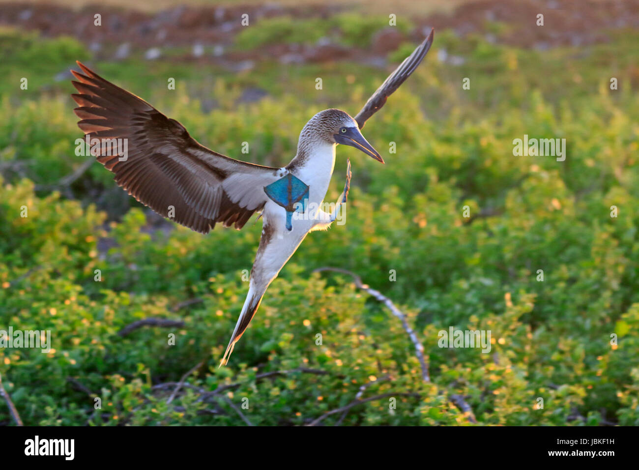 Blue-footed booby entrée en terre dans les Galapagos Banque D'Images