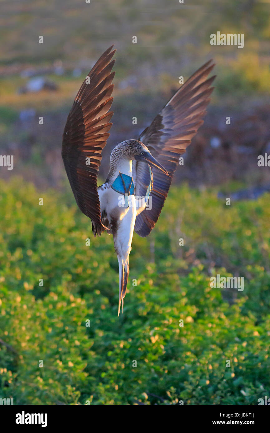 Blue-footed booby entrée en terre dans les Galapagos Banque D'Images