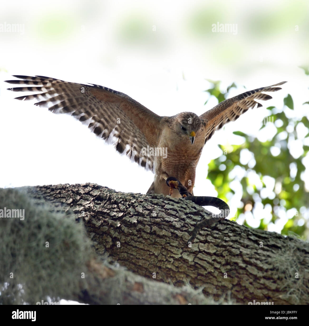 Red-épaule Hawk avec Snake sur un arbre Banque D'Images