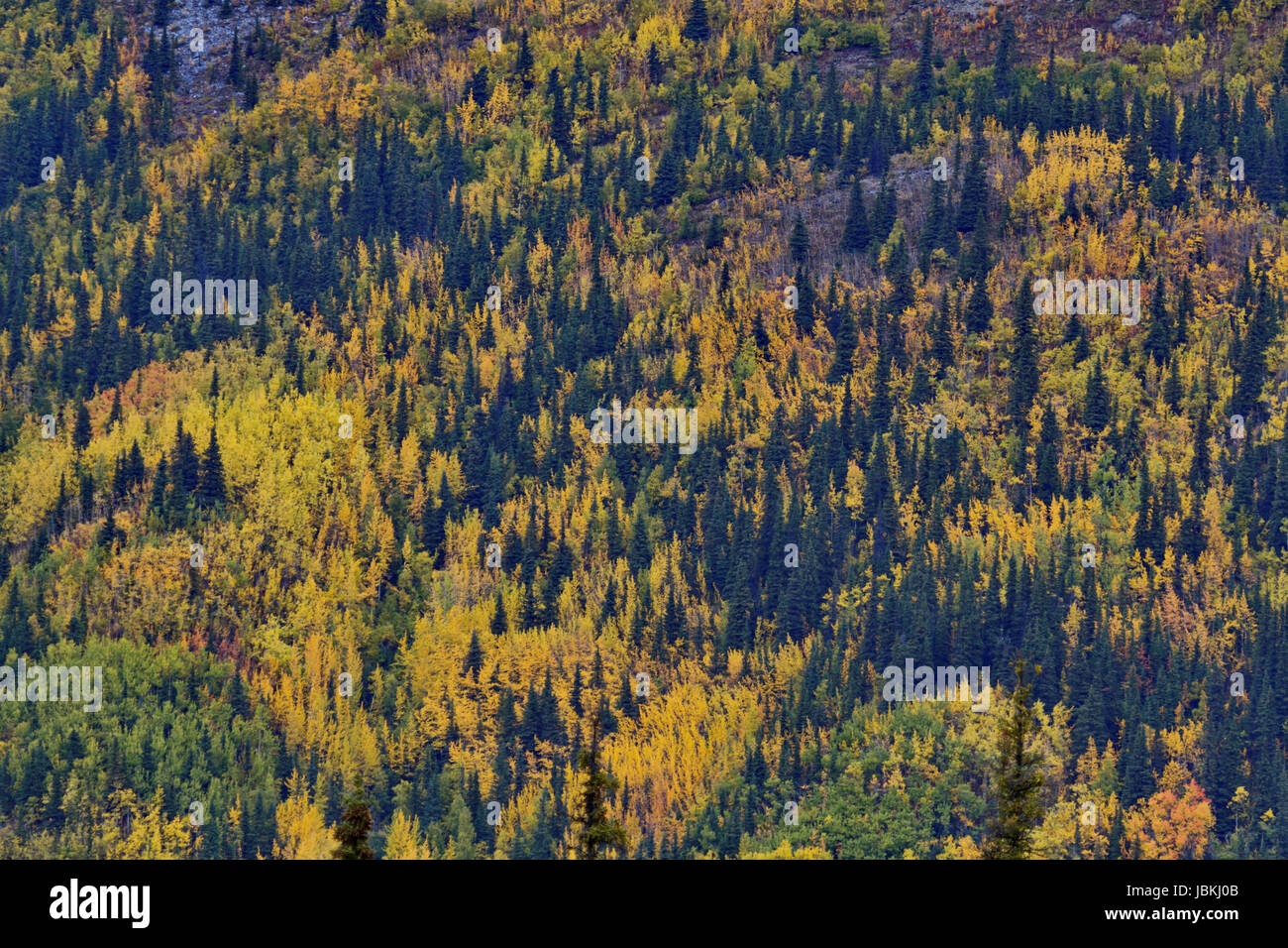 Glenn Highway sur la section connue sous le nom de Tok Cutoff est magnifique avec des couleurs de l'automne de l'Alaska. Travel offre un paysage magnifique parce qu'il relie l'Alaska et Ric Banque D'Images