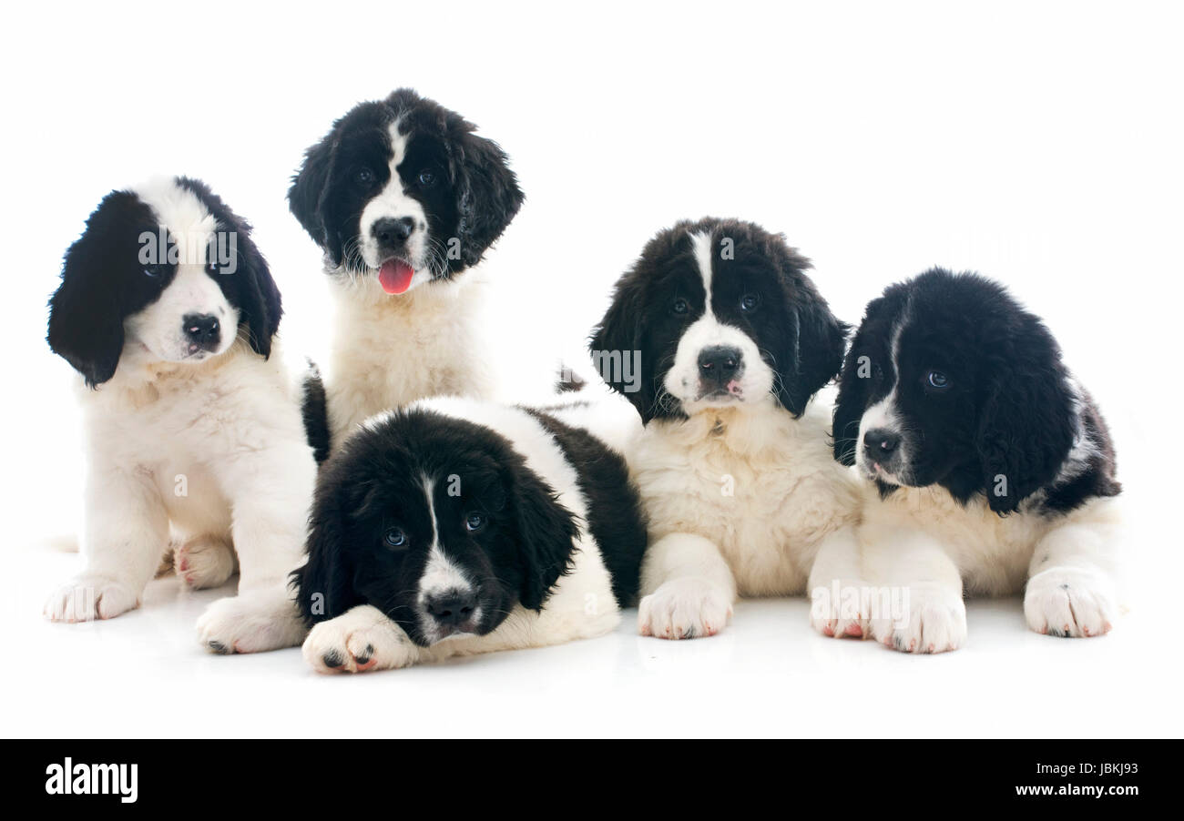 Chiots landseer race in front of white background Banque D'Images
