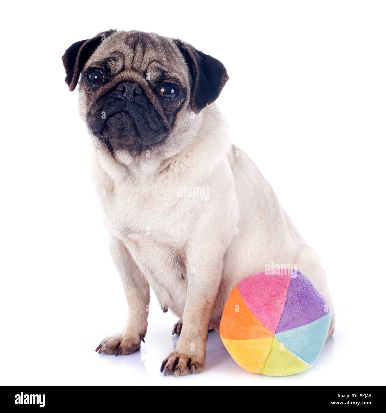 Les jeunes et la bille du pug in front of white background Banque D'Images