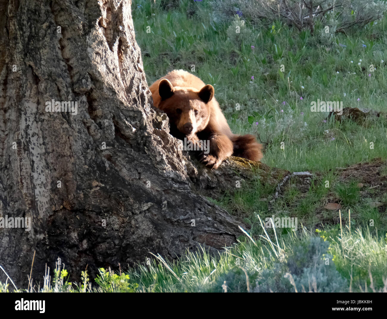Une femelle ours noir (Ursus americanus) se repose sous un arbre dans le parc national de Yellowstone, Wyoming, USA. Banque D'Images