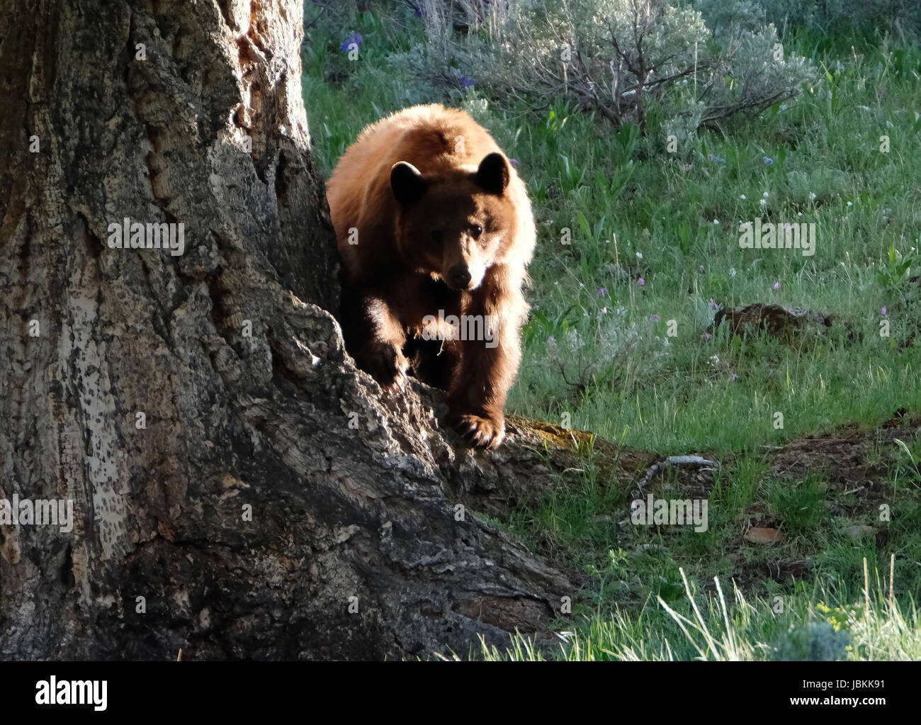 Une femelle ours noir (Ursus americanus) se repose sous un arbre dans le parc national de Yellowstone, Wyoming, USA. Banque D'Images