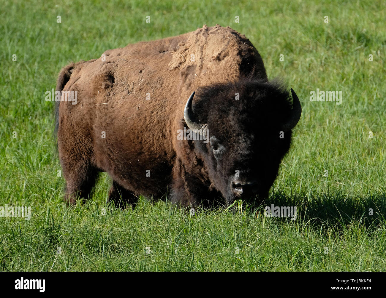 Bisons broutants dans la vallée de Lamar, Yellowstone National Park, Wyoming, USA Banque D'Images