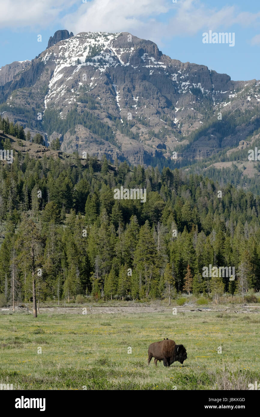 Bisons broutants dans la vallée de Lamar, Yellowstone National Park, Wyoming, USA Banque D'Images