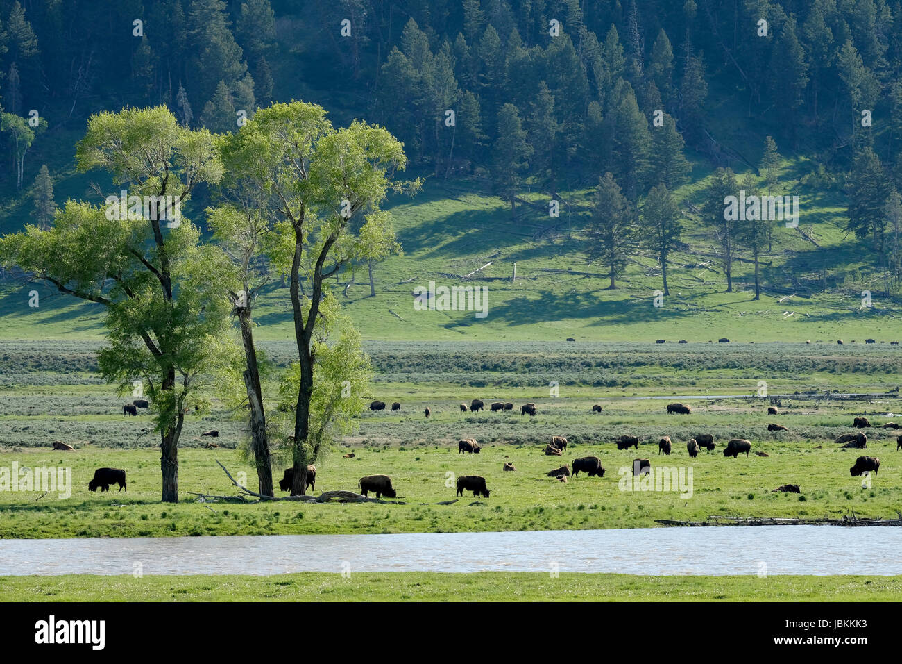 Un troupeau de bisons paissant dans la Lamar valley, le Parc National de Yellowstone, Wyoming, USA Banque D'Images