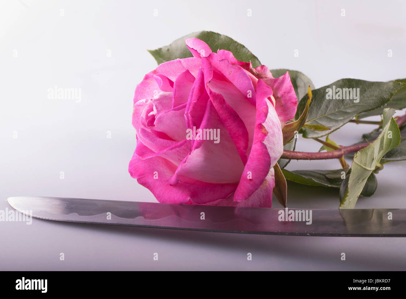 Rose rose près d'une lame de katana japonais, fond blanc Banque D'Images