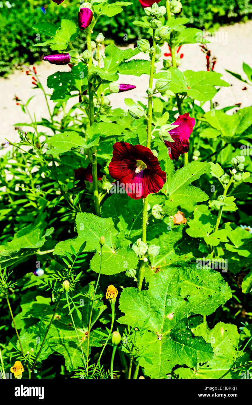 Parterres du jardin de la Villa Max Liebermann à Berlin Banque D'Images