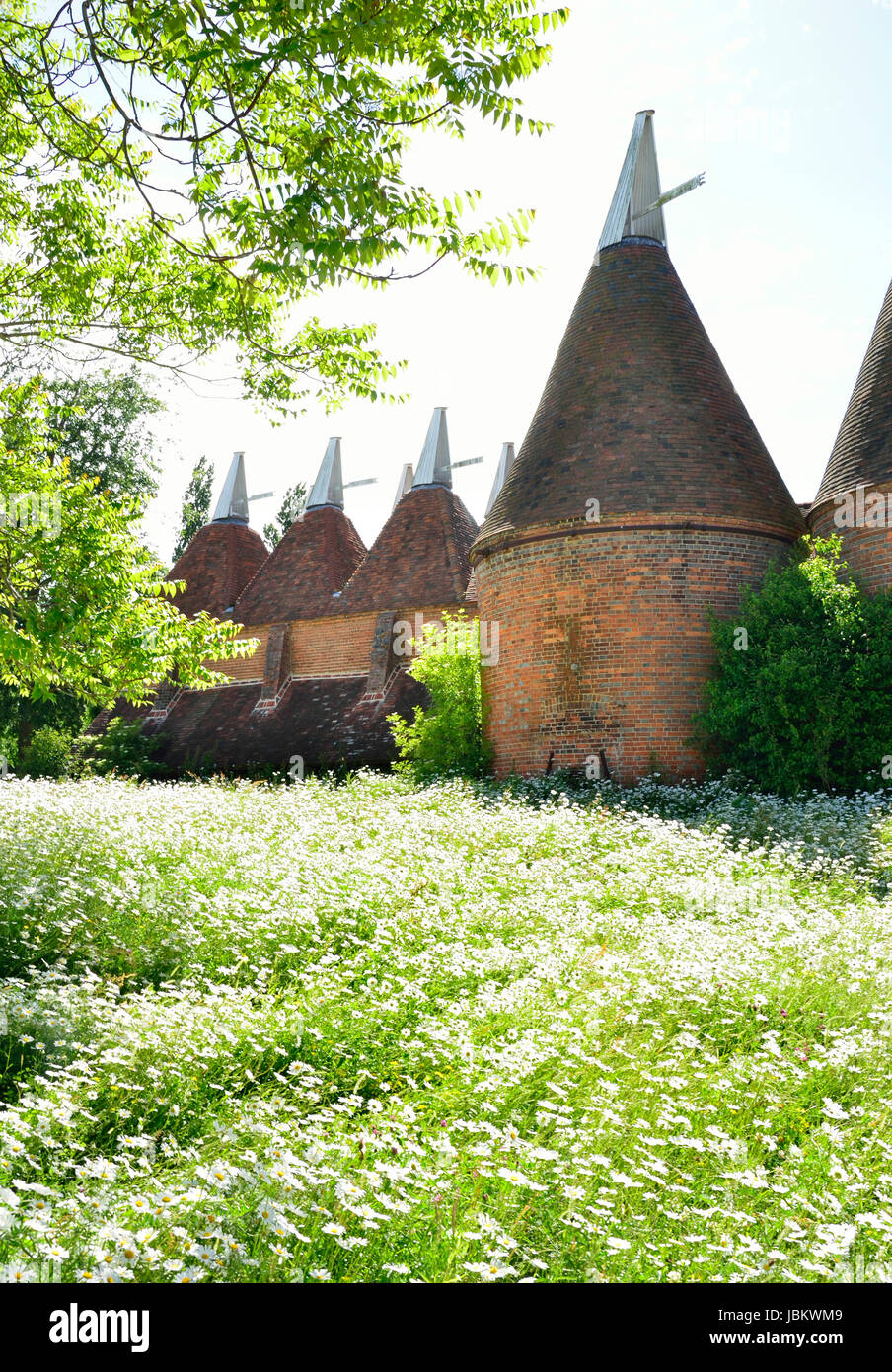 Sissinghurst, Kent, Angleterre. Maisons Oast traditionnels - hop fours de séchage. Wild Flower meadow - daisies Banque D'Images