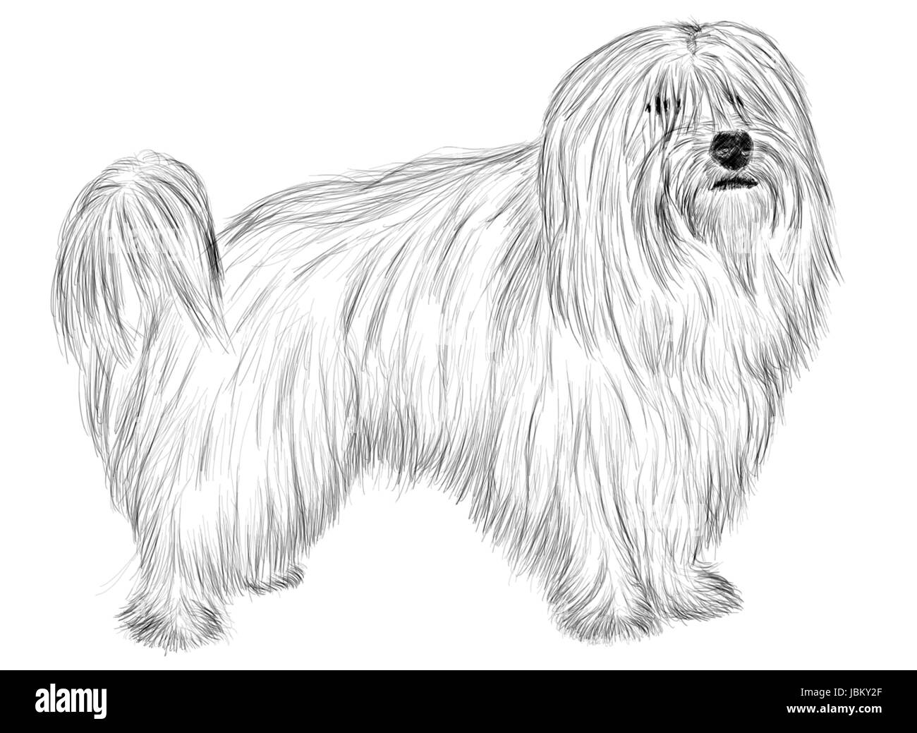 Dessin à la main - portrait Coton de Tuléar Banque D'Images