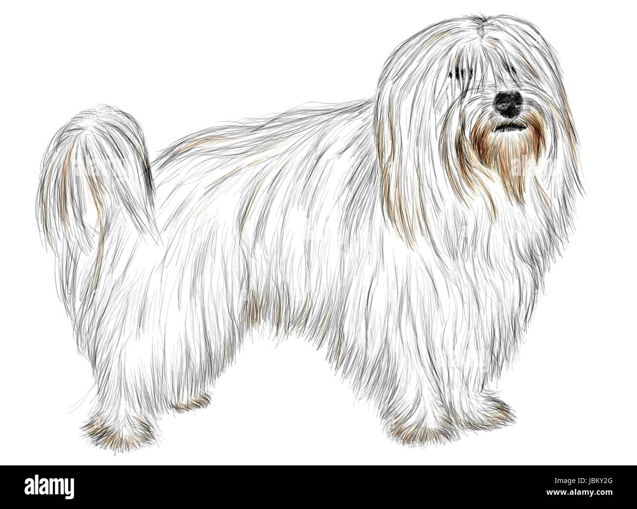 Dessin à la main - portrait Coton de Tuléar Banque D'Images
