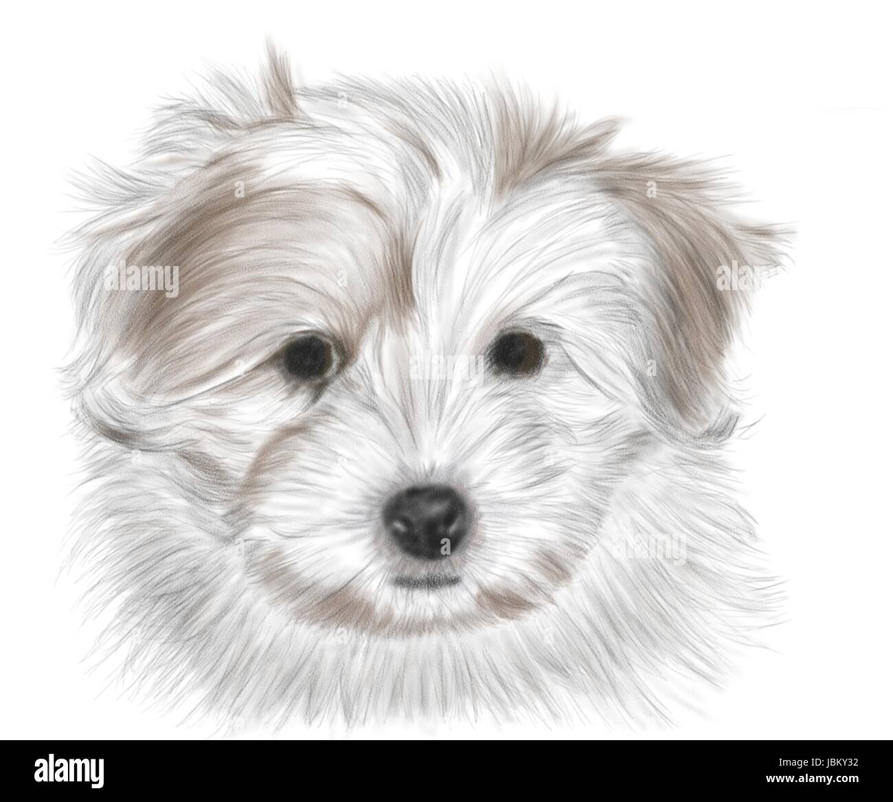 Dessin à la main - portrait chiot Coton de Tuléar - de couleur Banque D'Images