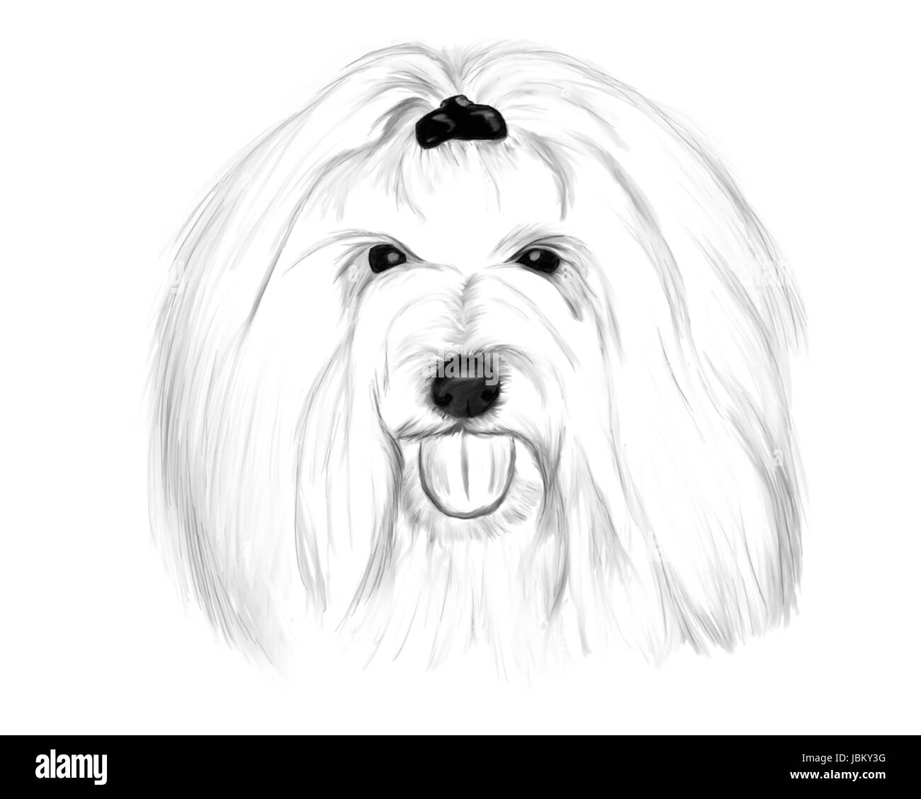 Dessin à la main - portrait Coton de Tuléar Banque D'Images