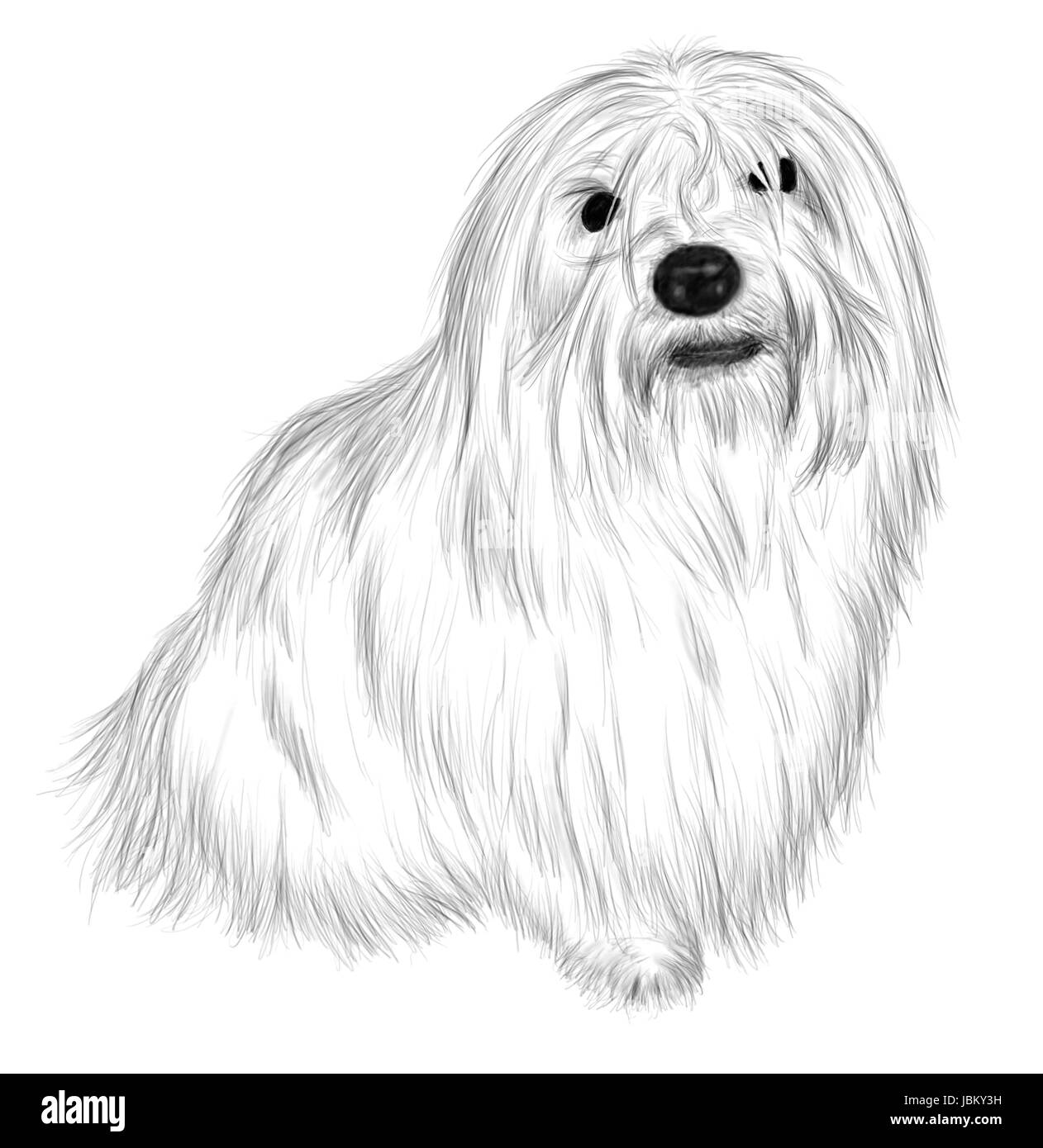 Dessin à la main - portrait Coton de Tuléar Banque D'Images