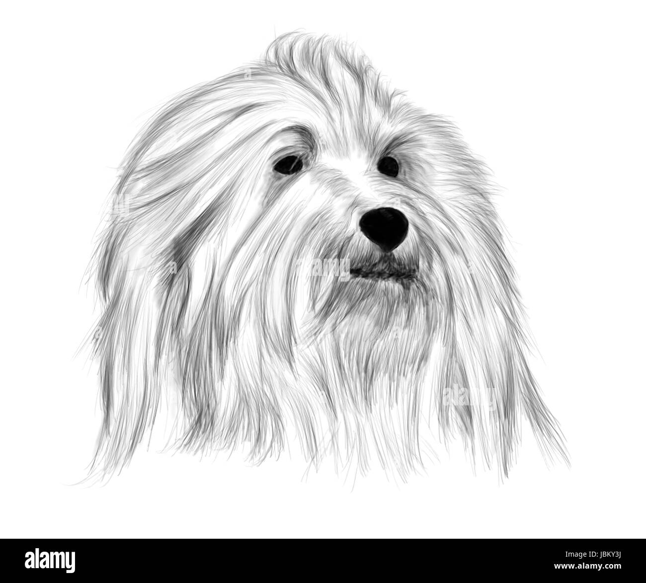Dessin à la main - portrait Coton de Tuléar Banque D'Images