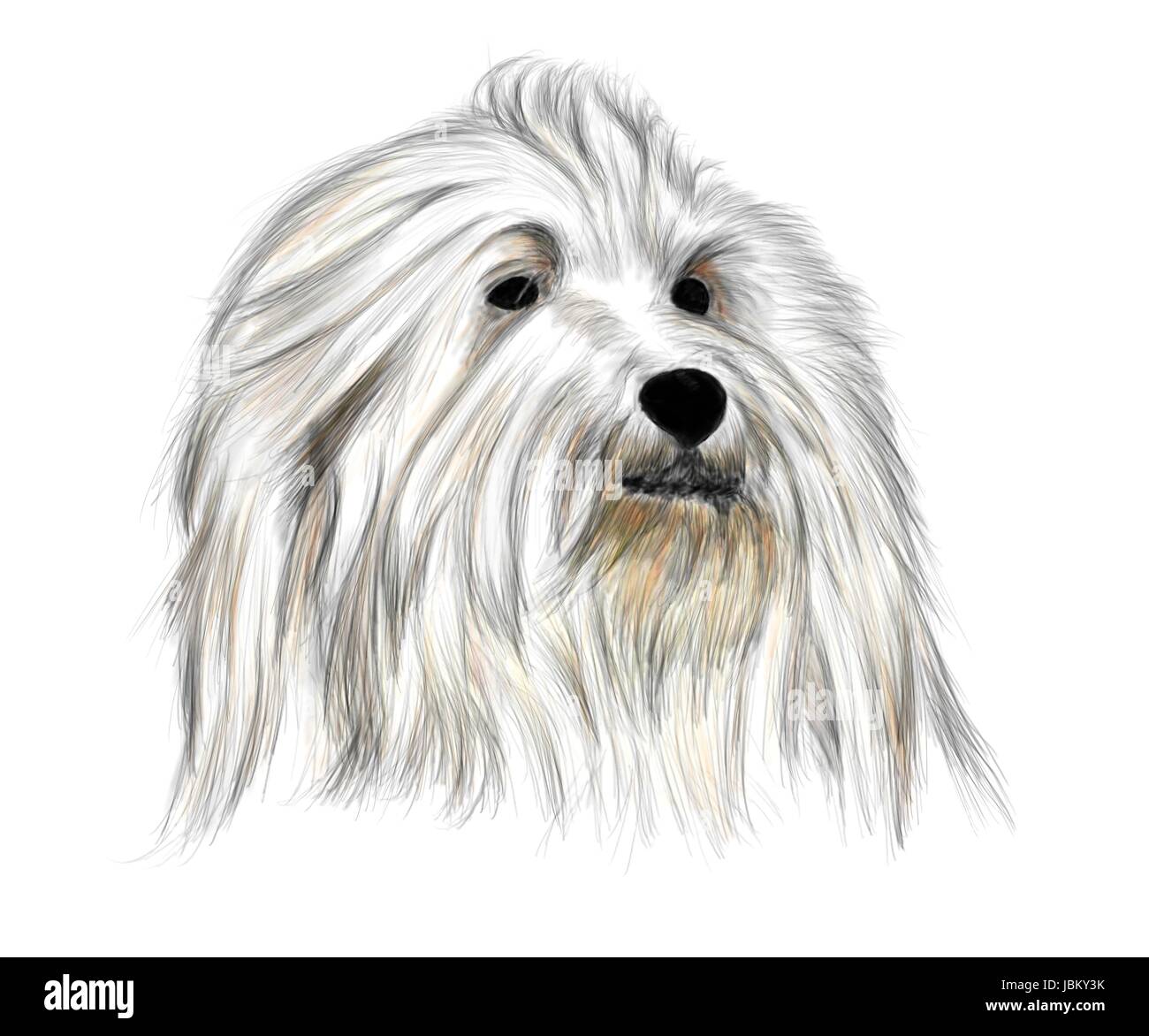 Dessin à la main - Coton de Tuléar - de couleur Banque D'Images