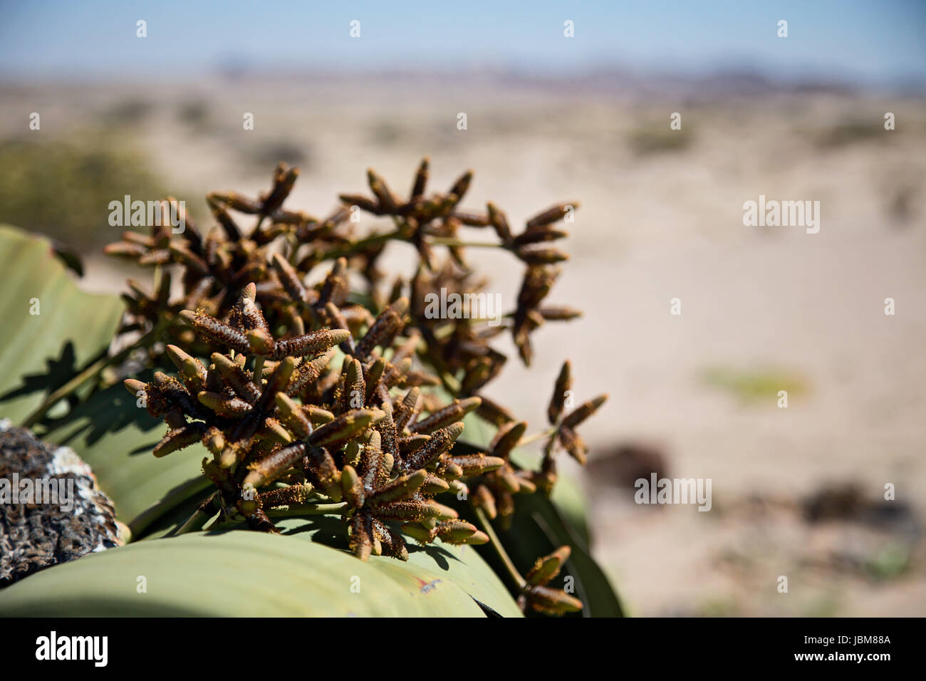 Welwitschia Banque D'Images