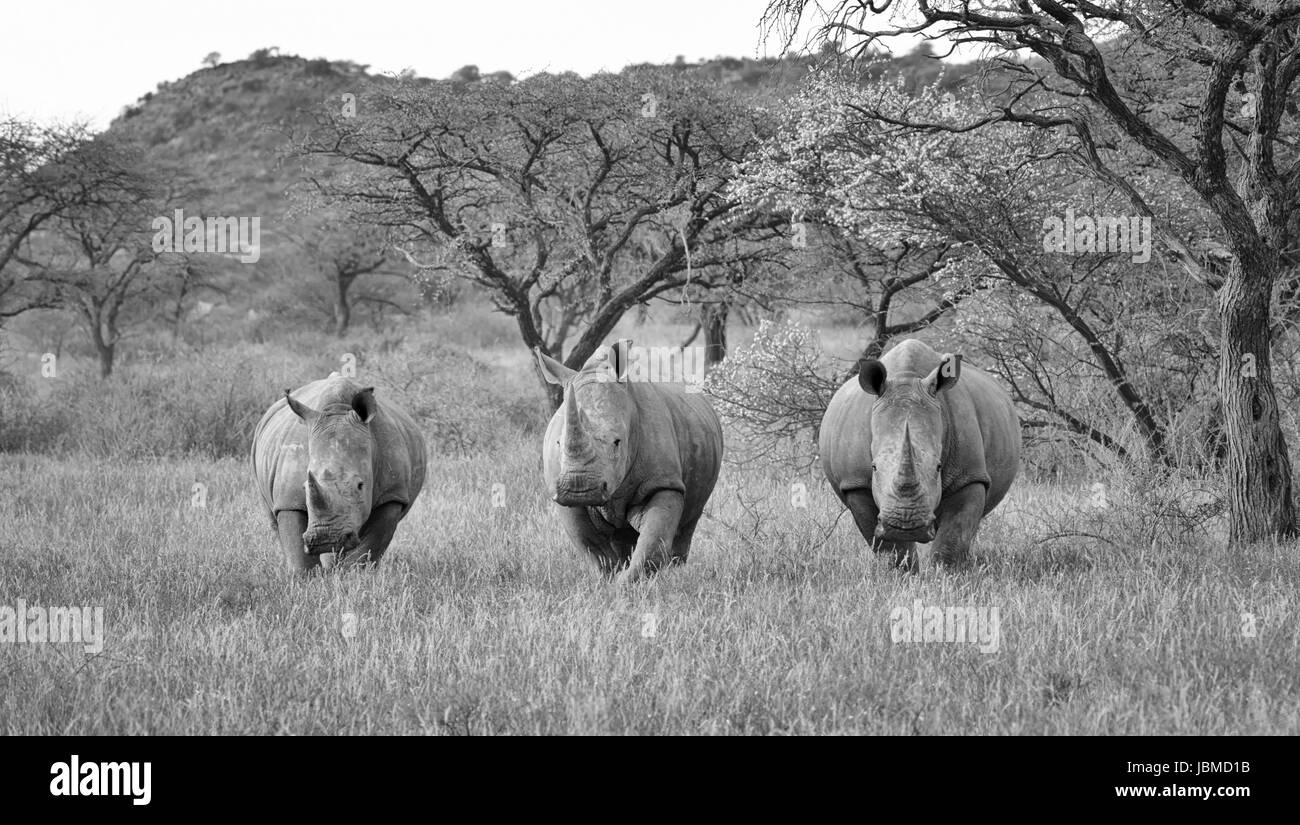Trois rhinocéros blancs Banque D'Images