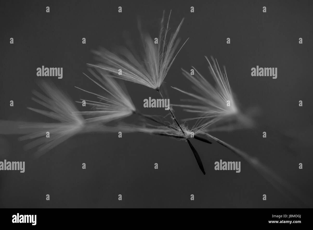 Tige de pissenlit au lever du soleil en contre-jour Banque D'Images