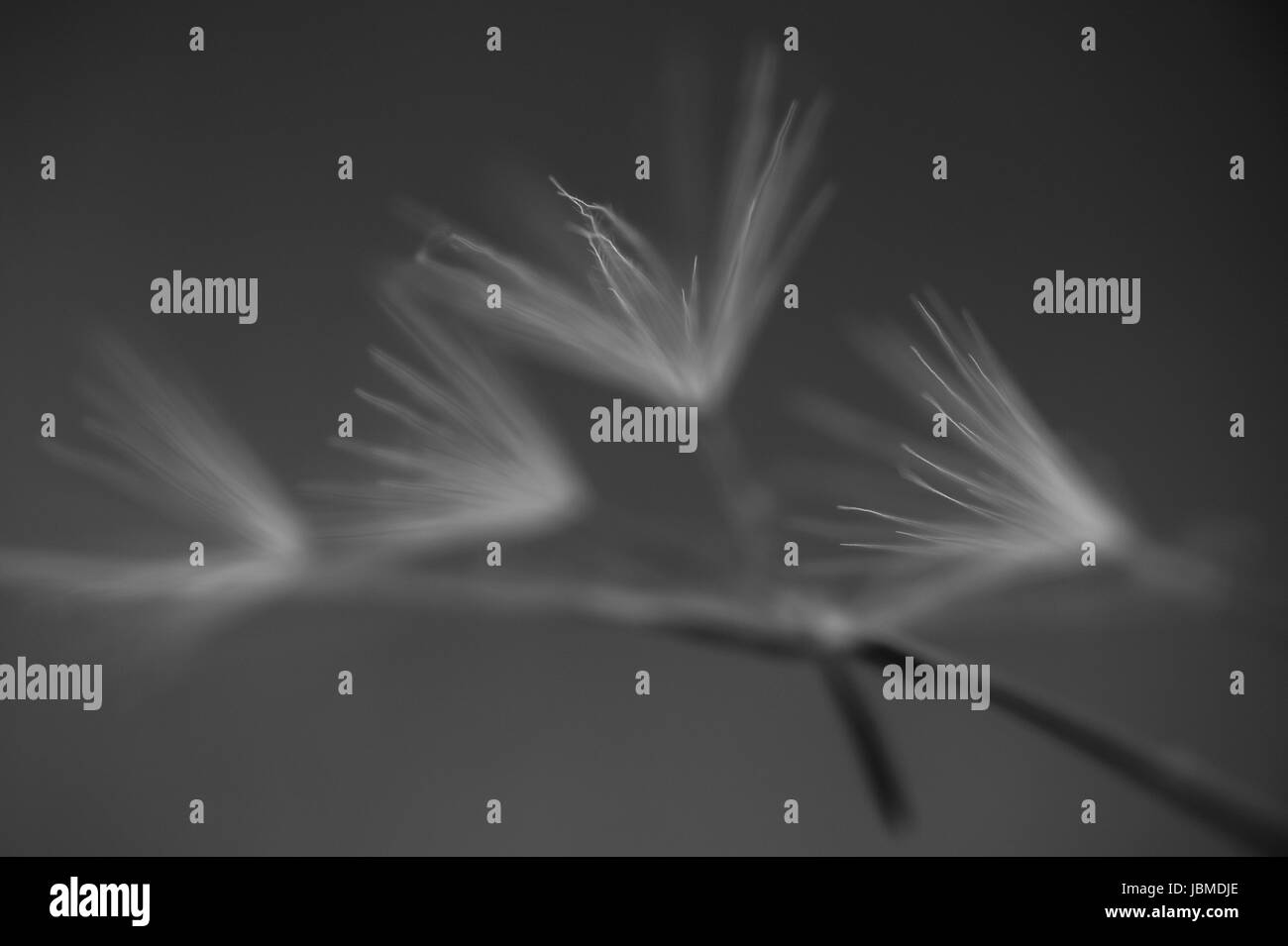 Tige de pissenlit au lever du soleil en contre-jour Banque D'Images