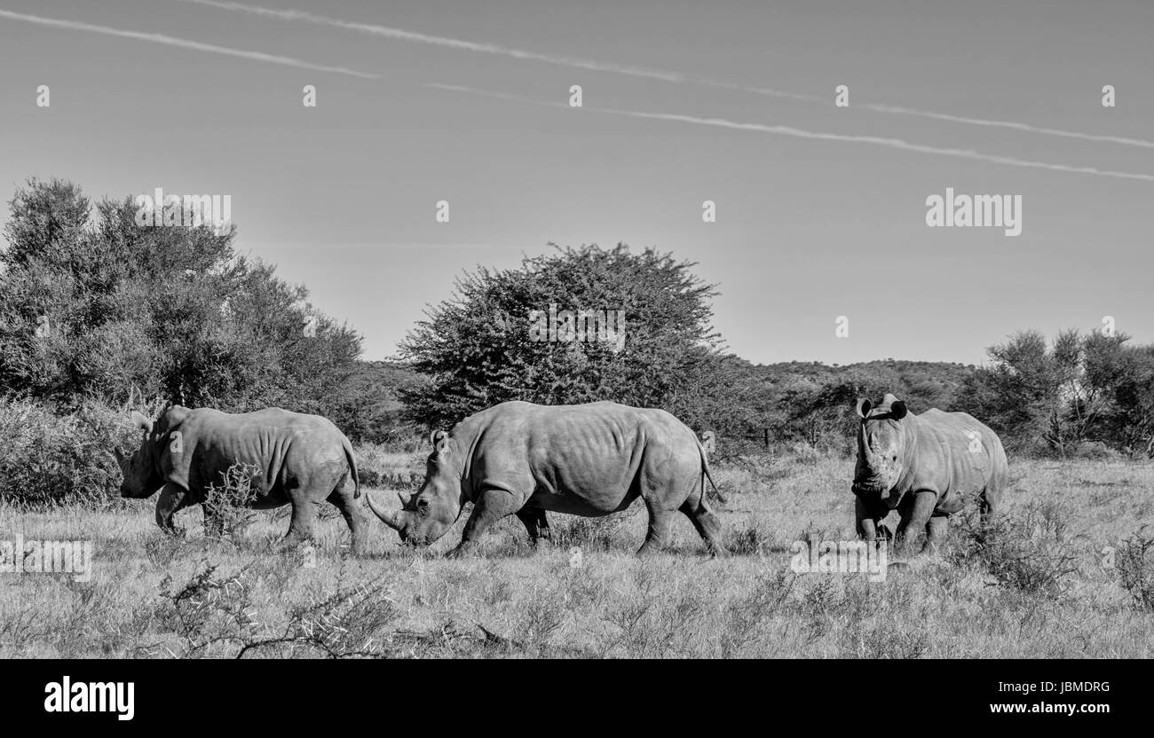 Trois rhinocéros blancs de marcher à travers la savane en Afrique Suthern Banque D'Images