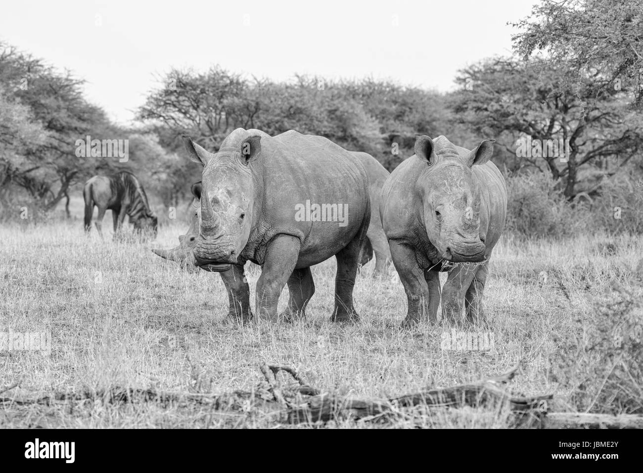 Un groupe de rhinocéros blancs du sud de pâturage savane africaine Banque D'Images
