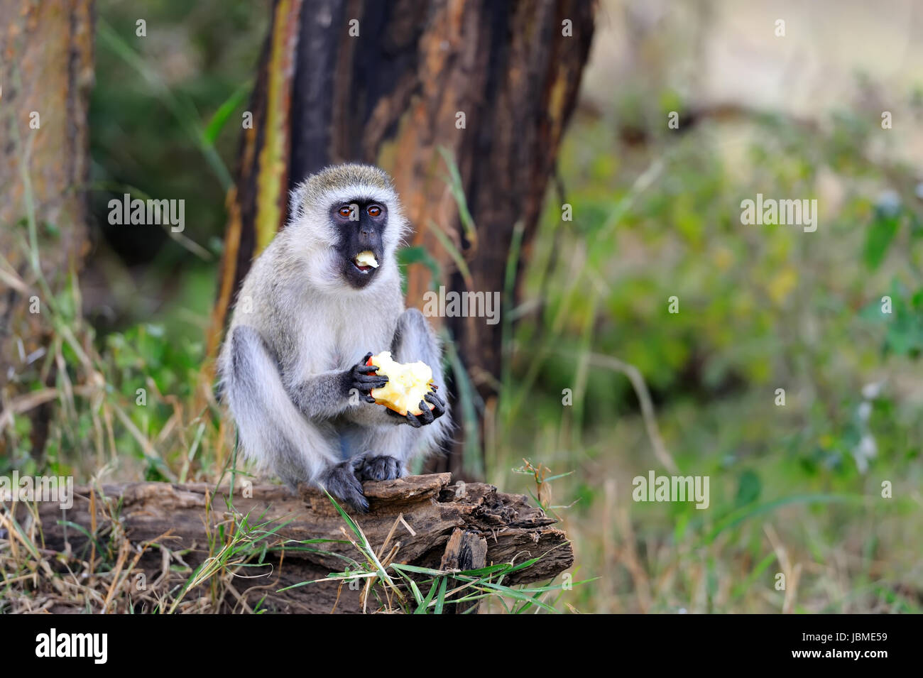 Singe manger, apple, parc national du Kenya, Afrique Banque D'Images