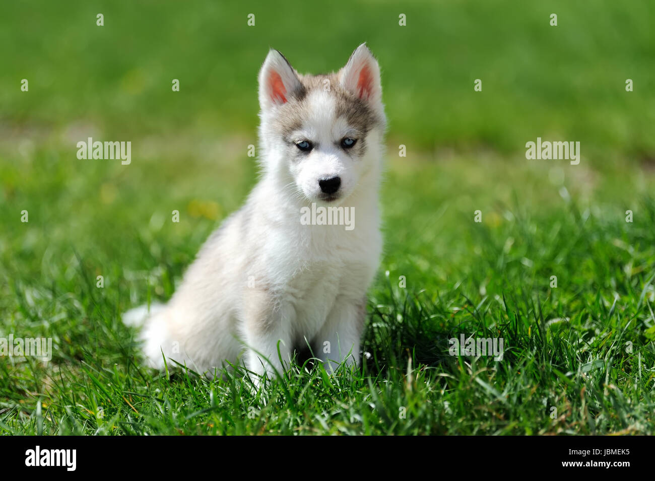 Adorable petit chiot husky de Sibérie dans l'herbe Banque D'Images