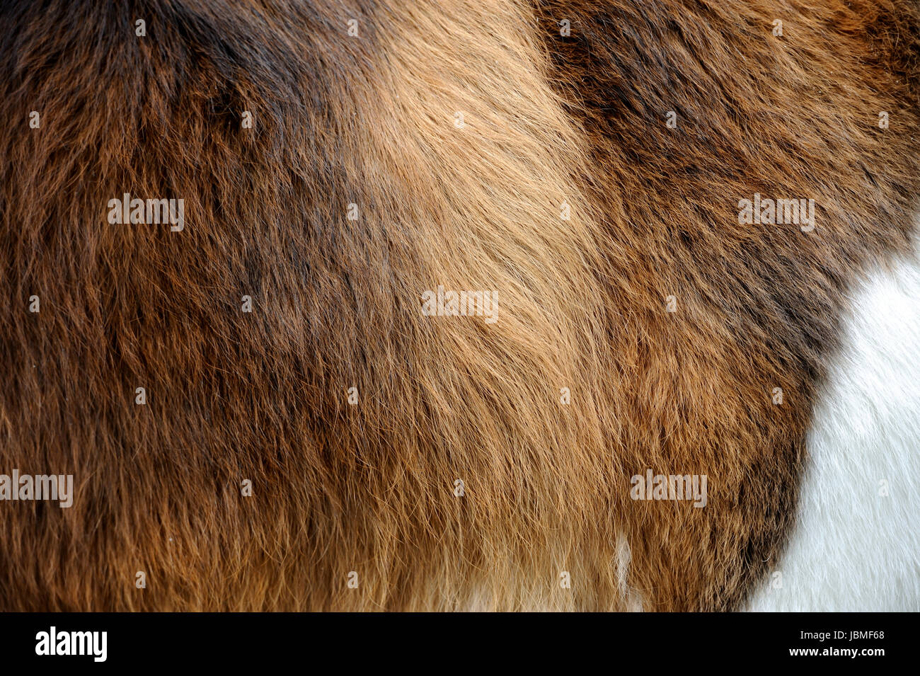 Gros plan d'une fourrure de chien textures Banque D'Images