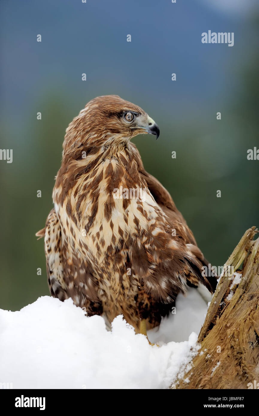 Hawk sur une branche en montagne hivernale Banque D'Images