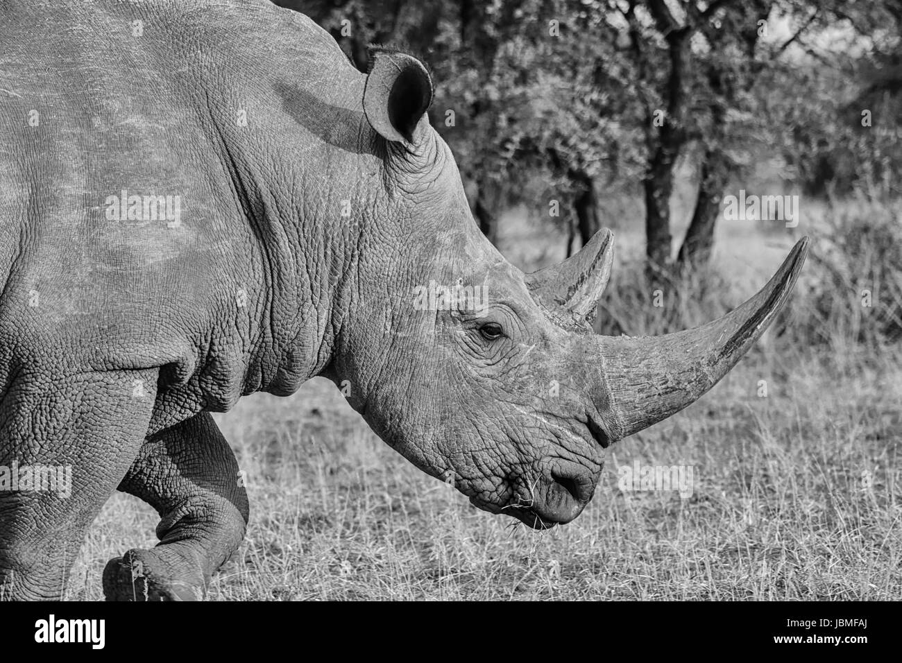 White Rhino adultes dans le sud de la savane africaine Banque D'Images