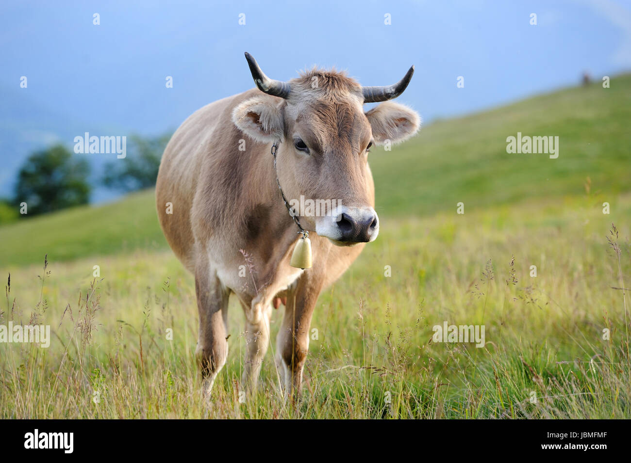 Les vaches sur une prairie d'été dans les montagnes Banque D'Images