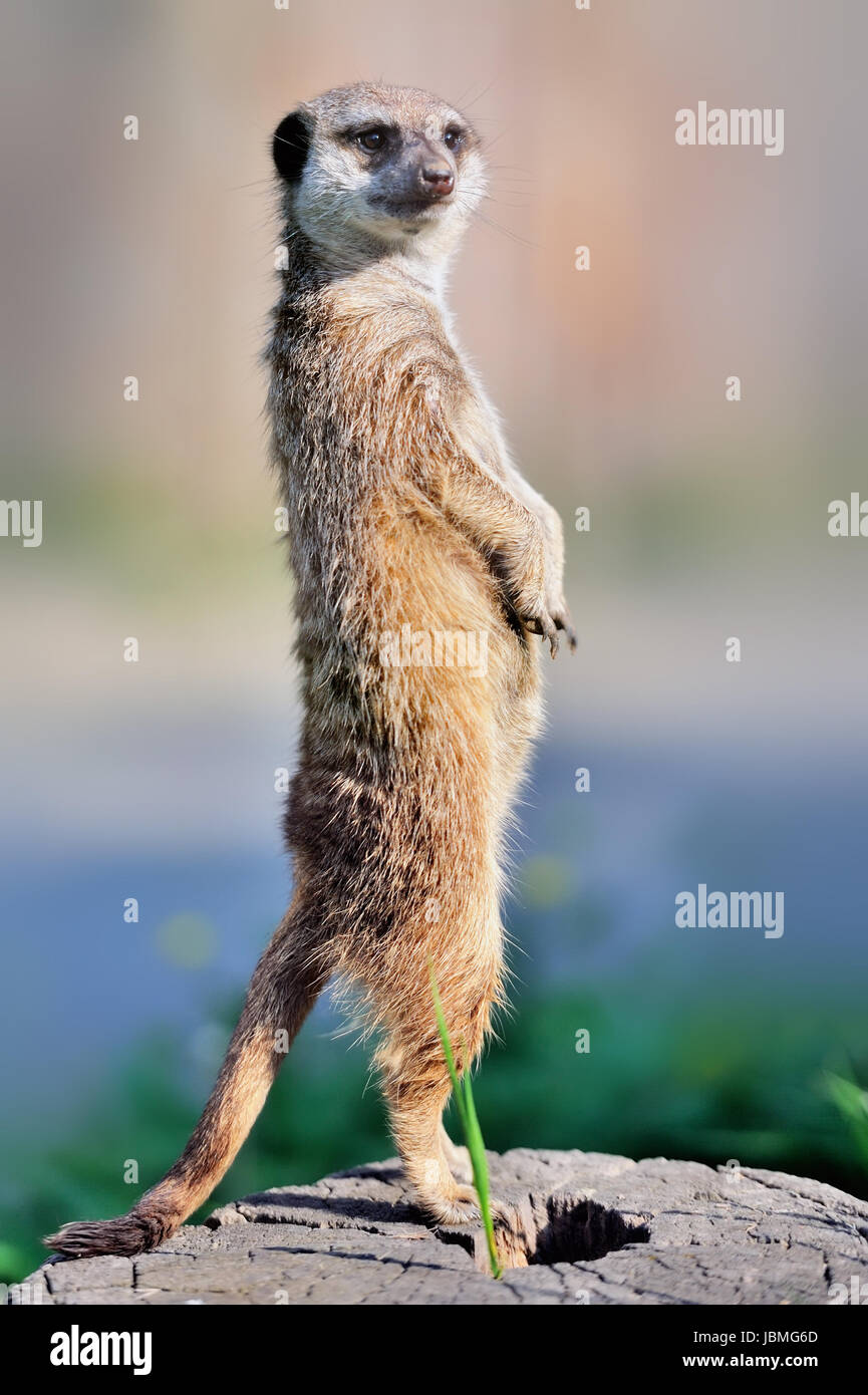 Un meerkat debout et alerte à la Banque D'Images