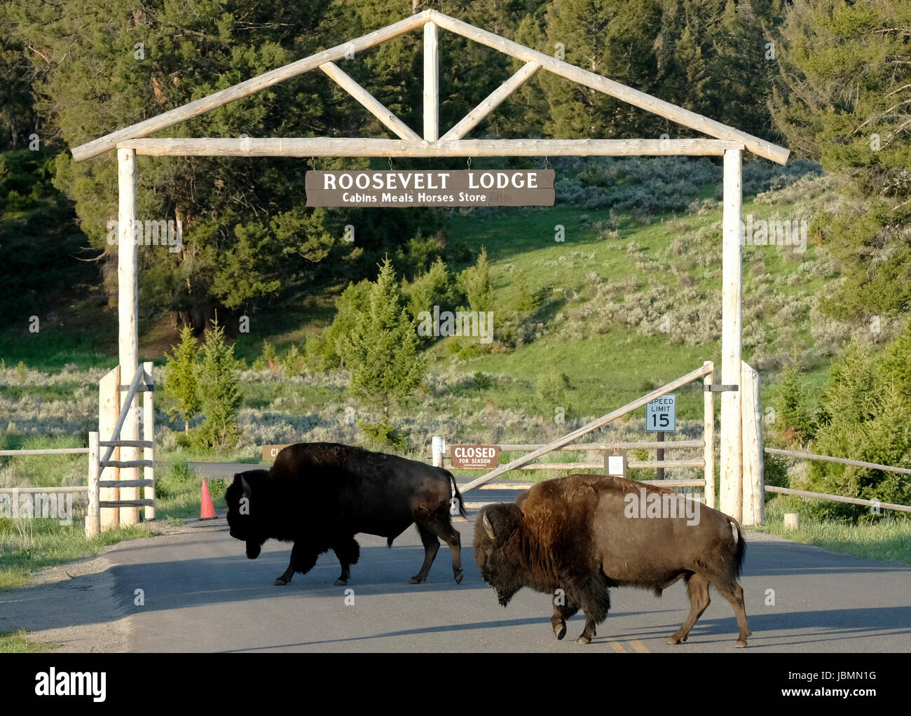 Bison traverser la route en face de l'entrée de Roosevelt Lodge cabines, Yellowstone National Park, Wyoming, USA. Banque D'Images