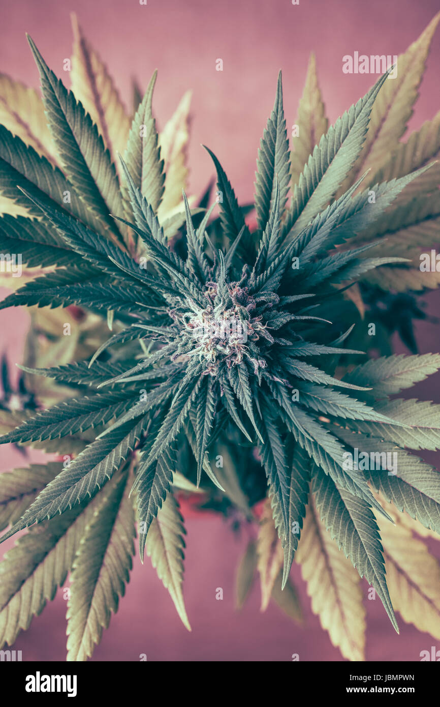 Vue de dessus du cannabis plante femelle dominante Indica, hybride en phase de floraison. Banque D'Images