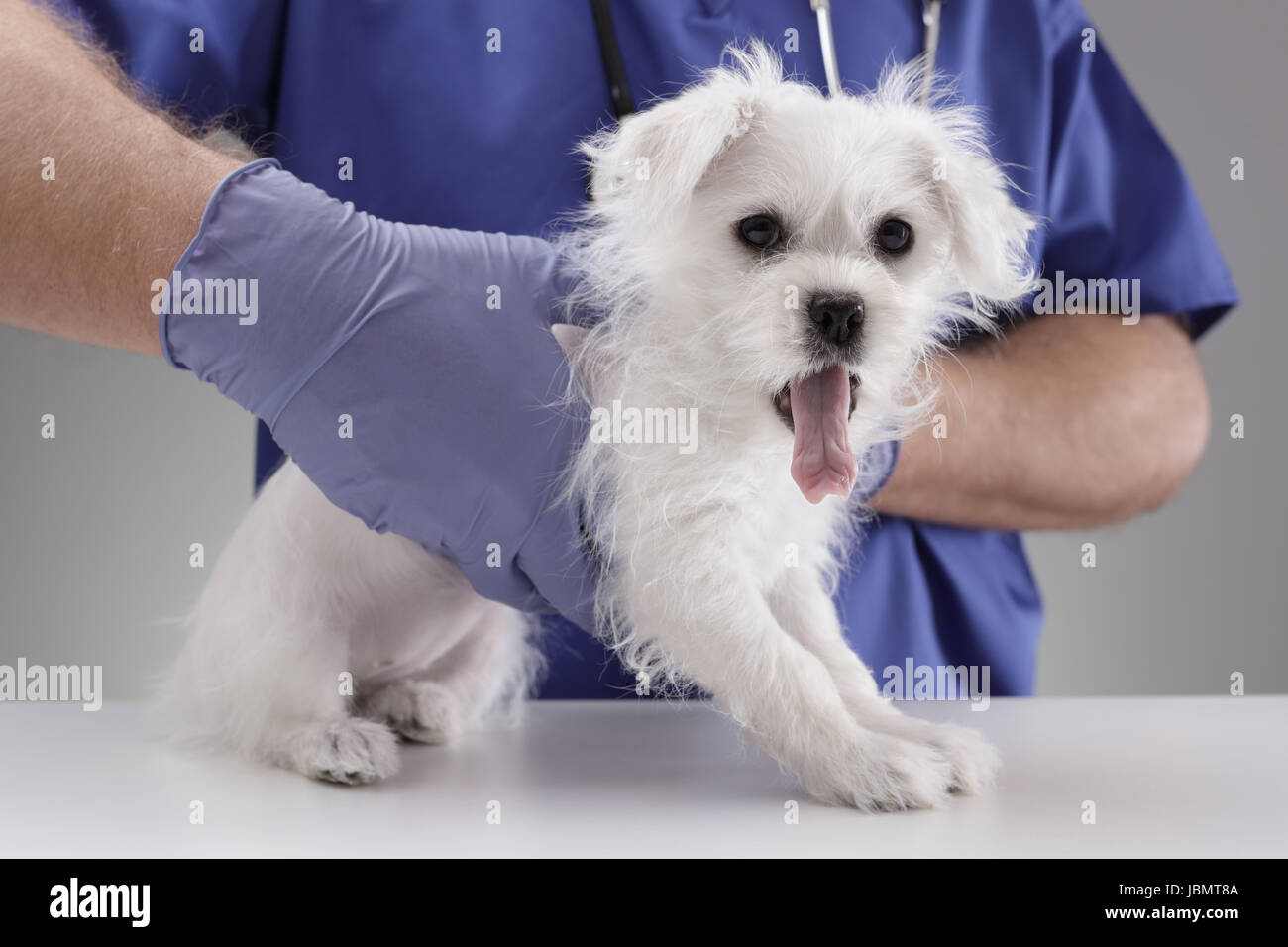 Médecin vétérinaire holding et de l'examen d'un Westie maltais chiot croisée avec un stéthoscope Banque D'Images