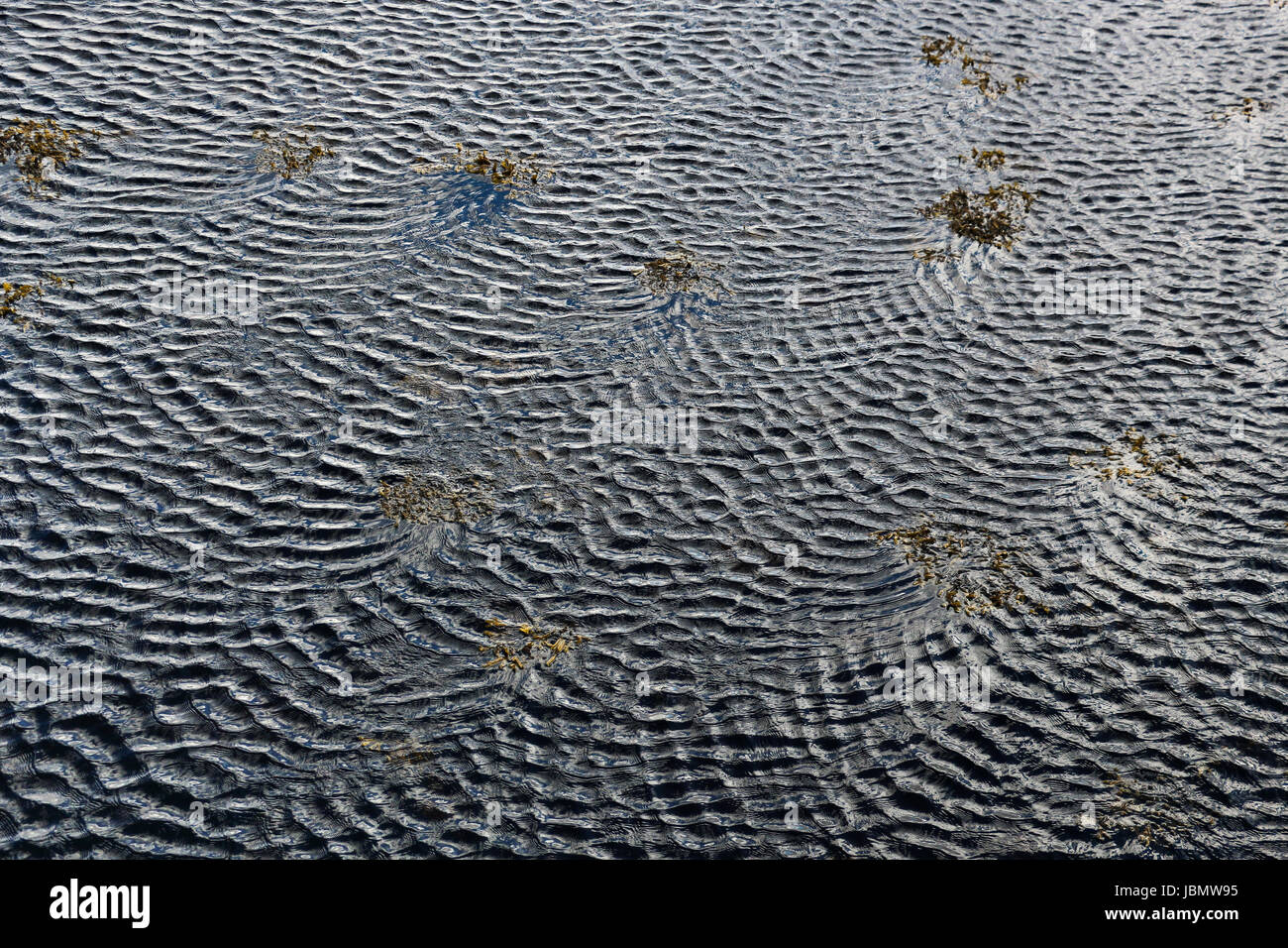 Ripple patterns en forme d'intersection sur la mer formée par le vent soufflant sur une surface avec des algues à sa surface, presque comme fibronnaci. Banque D'Images