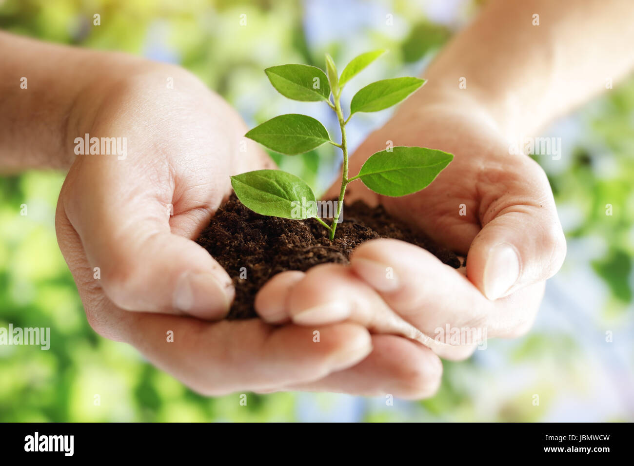 Prendre soin des nouveaux aménagements hands holding nouvelle vie plant Banque D'Images